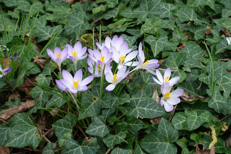 Krokusse im Efeu Krokusse im Efeu