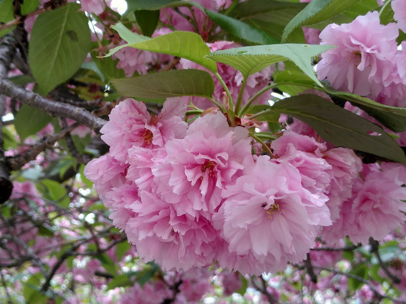 Kirschblüten im Hof Kirschblüten im Hof