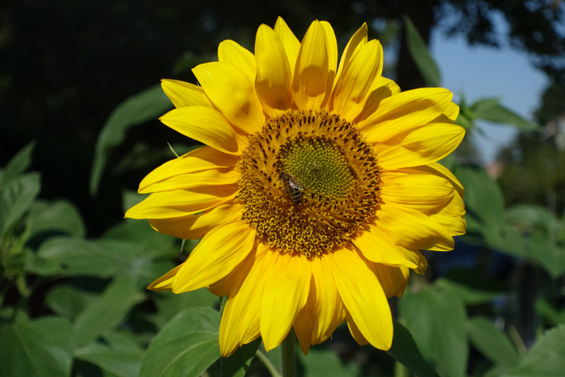 Sonnenblume Sonnenblume