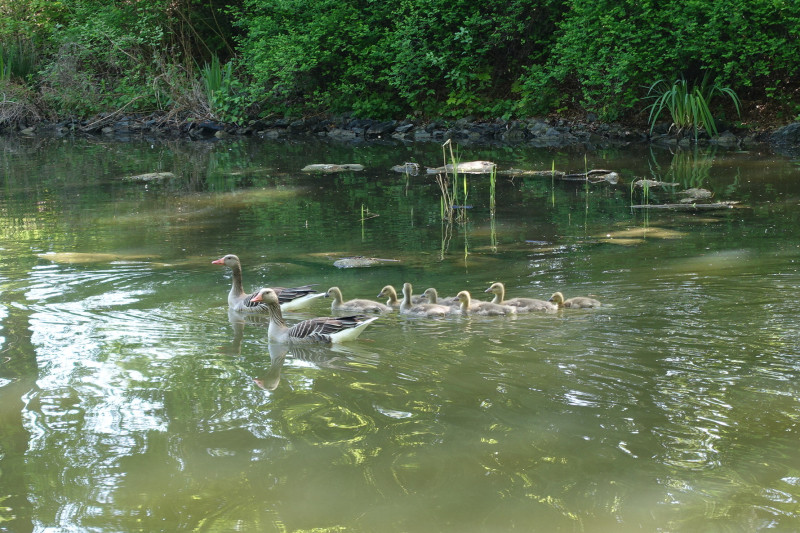 Wildgänse mit Küken Wildgänse mit Küken