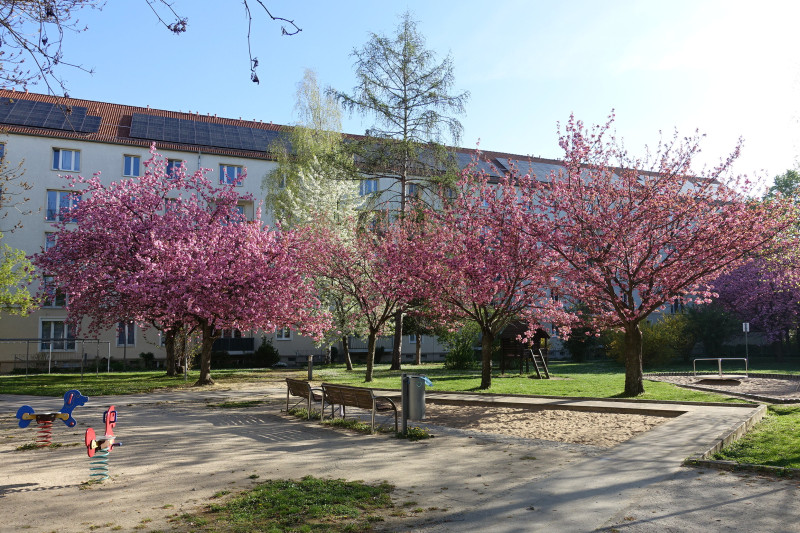 Kirschblüte im April